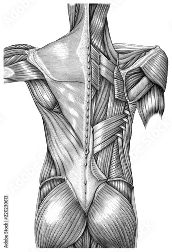 Fotografering  Anatomy of superficial muscles back vintage illustration black and white isolate