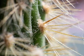 Needles of green cactus close up, macro photo