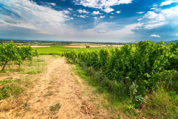 Wall Mural - Ingrapes in the vineyard