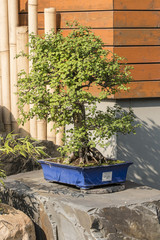 Wall Mural - Bonsai exhibition outside on a sunny day.