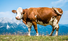 Cow At The Alps