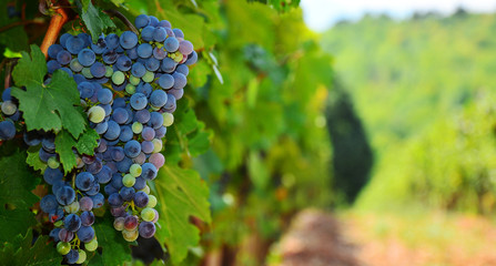 Large bunch of red wine grapes hang from a vine, warm. Ripe grapes with green leaves. Nature background with Vineyard. Wine concept