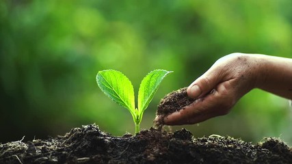 Canvas Print - Plant a tree Watering a tree Coffee tree In nature