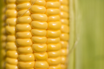 The texture of fresh yellow corn