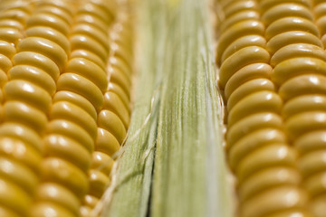 The texture of fresh yellow corn