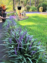 Liriope Muscari Or Lily Turf Flower Growing Up In The Garden On The Background Of Green Grass Field Garden , Summer In Ga USA