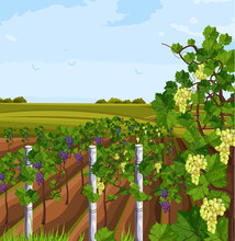 Vineyard Growing Harvest Vector. Beautiful Summer Backgrounds