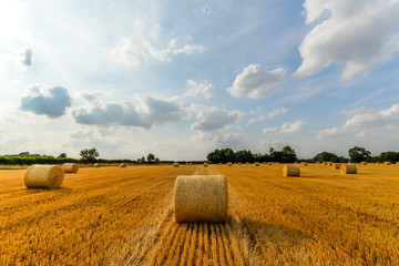 Summer Time - Woodend - UK