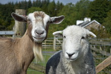 Sheep And Goat Staring At The Camera