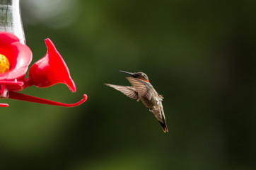 Wall Mural - isolated ruby throated humming. Soft green defocused background with bird hovering near bright red feeder. 
