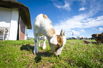 Wall Mural - Goat eating grass at a farm in the summer