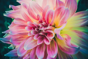 chrysanthemum with pink and yellow petals