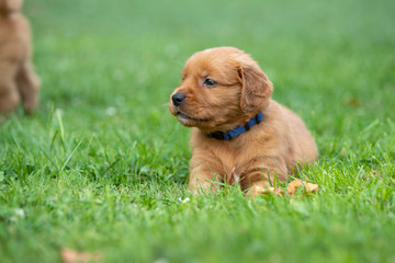 Wall Mural - A golden retriever puppy resting in the grass.