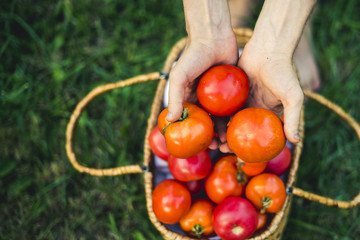 Wall Mural - close up hands with natural eco organic tomatoes in basket on grass