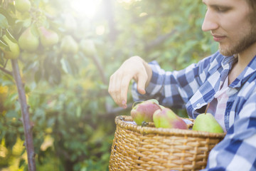 Wall Mural - portrait of young bearded farmer in checkered shirt collects picks pears in basket from tree