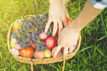 Wall Mural - close up hands collect fresh tomato and grapes with peaches in basket on the grass