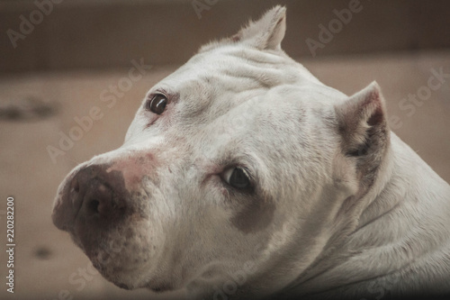dogo argentino red nose