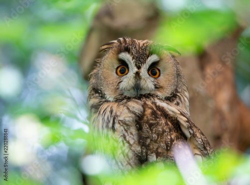 Fotografia, Obraz portrait of a long eared owl on a soft colorful blurry background