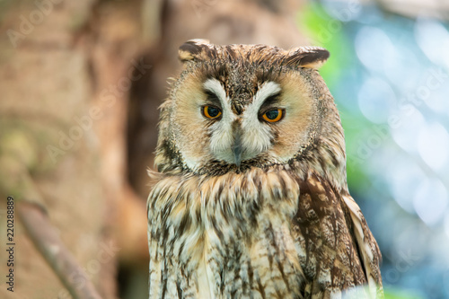 Fotografia, Obraz portrait of a long eared owl on a soft colorful bokeh background