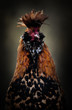funny portrait of a Pawlowskaja rooster - an old endangered russian breeding