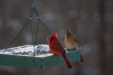 Pair Of Red Cardinal Birds At A Feeder In The Winter Snow In Maryland Mid Atlantic USA