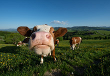 Funny Portrait Of A Cow On The Pasture In The Austrian Mostviertel Landscape Looking Curiously In The Camera - Extreme Wide Angle View
