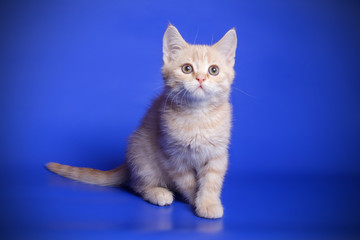  Studio photography of a scottish fold shorthair tortie cat on colored backgrounds