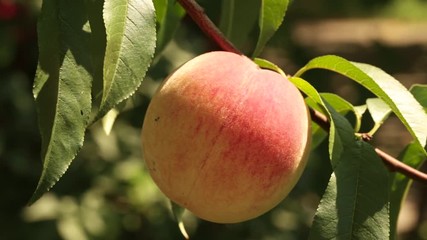 Wall Mural - young green peaches are ripening on a branch. Fruit growing on the farm