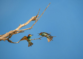 two male bee eaters on the branch fighting for a place on the tree - Burgenland Austria