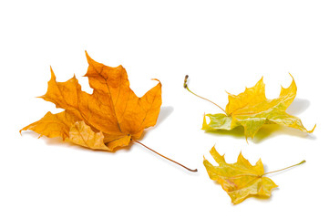 Autumn maple leaves isolated on white background.
