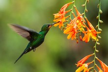 Green-crowned Brilliant, Heliodoxa Jacula, Hovering Next To Orange Flower, Bird From Mountain Tropical Forest, Waterfall Gardens La Paz, Costa Rica, Beautiful Hummingbird Sucking Nectar From Blossom