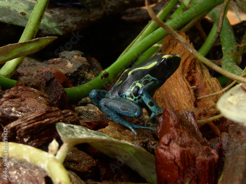 Plakat Barwnikowa żaba Dendrobates tinctorius w terrarium