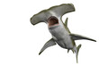 shark hammerhead