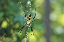 Black And Yellow Garden Spider (Argiope Aurantia) Known As Other Names 'Writing Spider' Or 'Banana Spider' Or 'Corn Spider' On The Web In The Garden Background, Summer In GA USA.