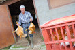 poultry handling for transportation