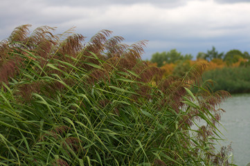 water reed in the wind