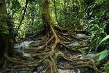 Trees In The Rainforest	