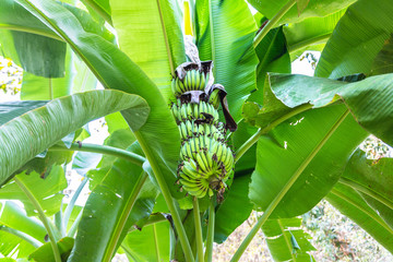 Wall Mural - Bunch of green bananas