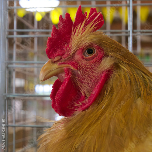 Vászonkép Portrait of Rooster, Gallus gallus domesticus, in barn pen closeup