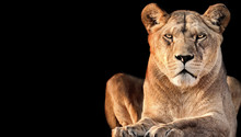 Lioness With Black Background