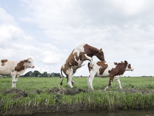 Young Red And White Bull Mounts Cow In Grassy Dutch Meadow In Holland