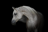 Fototapeta  - Portrait of a beautiful gray arabian horse isolated on black background