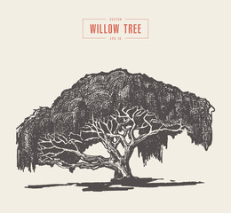 High detail vintage willow tree hand drawn, vector