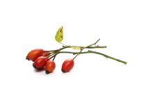 Ripe Red Rose Hips With Twig, Isolated On White Background