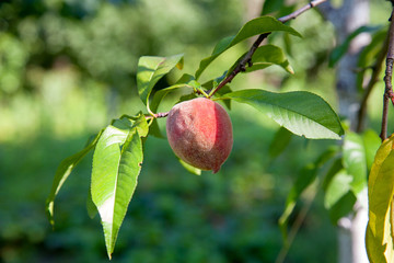 Ripe juicy peaches on a tree branch on sunny summer day.