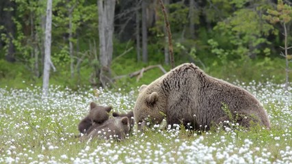 Wall Mural - Brown bear mother with three cubs in the middle of the cotton grass in a Finnish bog