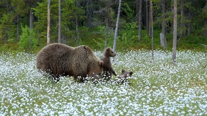 Wall Mural - Brown bear mother with three cubs. Cubs are standing on their hind legs and leaning against mother bear.
