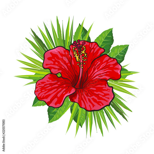 Red bright hibiscus flower with green palm leaves in sketch style - tropical ...