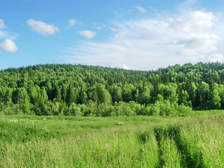 siberian summer landscape