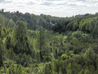 autumn forest in siberia